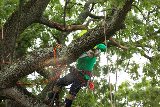 Trusted Jekyll Island, GA Tree Care Experts